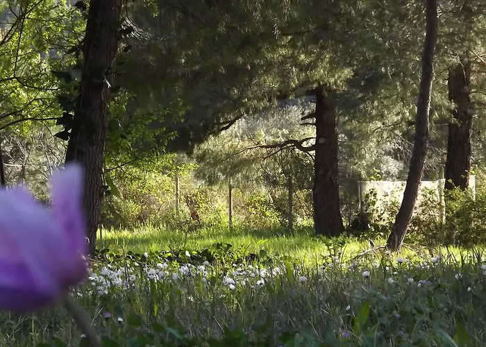 Pefka & Apartamento Vourvourou