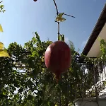 Pefka &