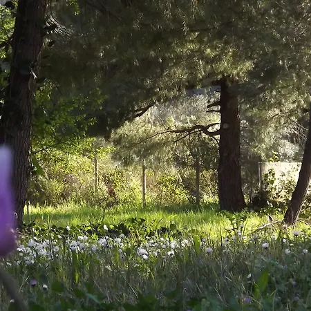 Pefka & Lägenhet Vourvourou